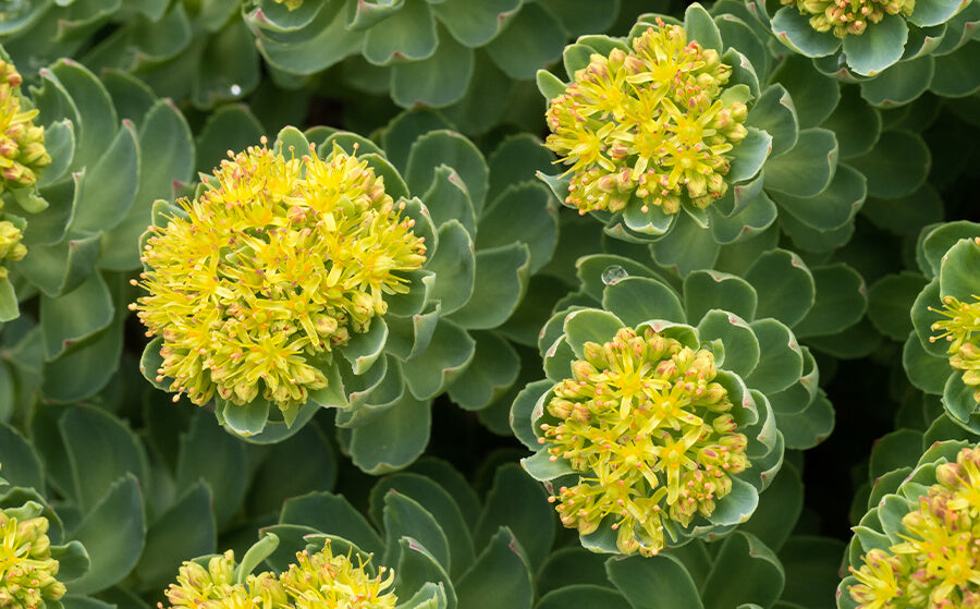 Rhodiola